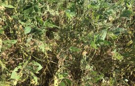 Damage caused by soybean looper.