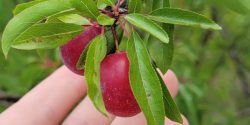 American wild plum (Prunus americana)