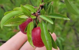 American wild plum (Prunus americana)