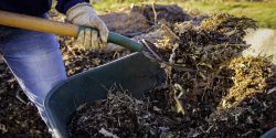 wood chips