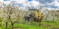 An apple producer spraying his orchard using in airblast sprayer.