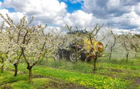 An apple producer spraying his orchard using in airblast sprayer.